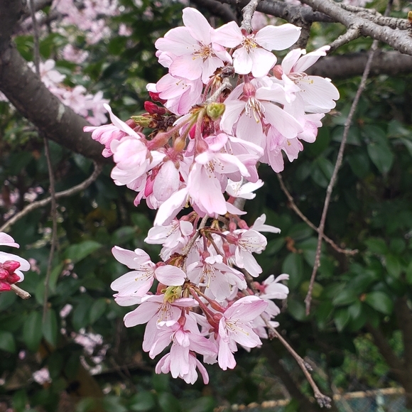 🌸Bundle to save🌸 - Picture 1 of 1